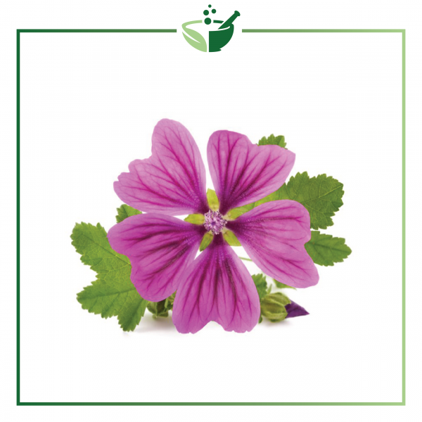Mallow Extract-019
